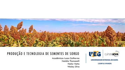 Produção e Tecnologia de sementes de sorgo ppt carregar