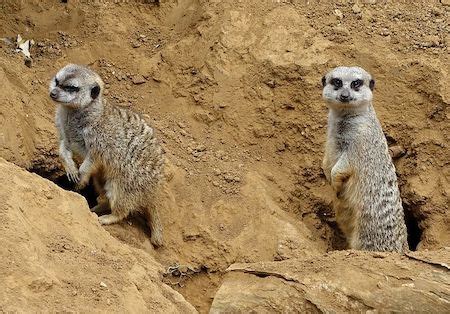 Meerkat Overview, Habitat & Facts | What are Meerkats? | Study.com