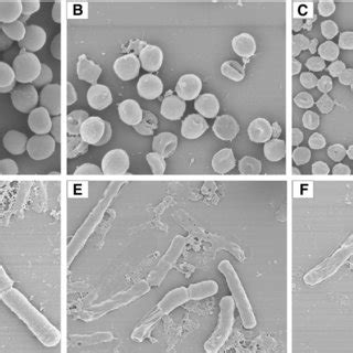 Scanning Electron Microscope Images Of S Aureus Ac And E Coli