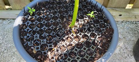 How To Keep Chipmunks Out Off Garden Containers Livingetc