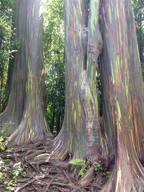 Rainbow Eucalyptus Trees Maui Rainbow Eucalyptus Tree Maui Rainbow