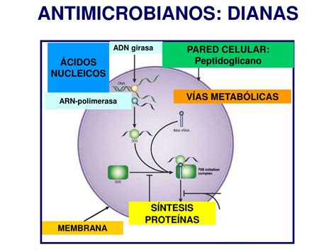 Ppt Antimicrobianos Mecanismos De AcciÓn Powerpoint Presentation