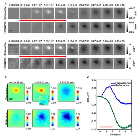 Figure 1 From Spatial Relationship Between Flavoprotein Fluorescence