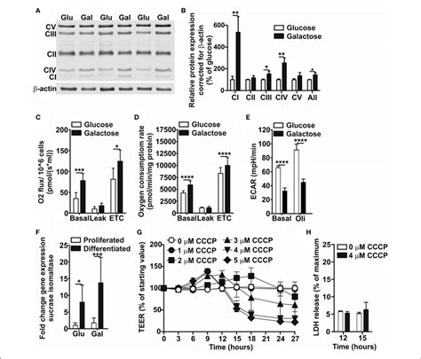 Oxidative Metabolic Characterization Of Caco Cells Proliferated And