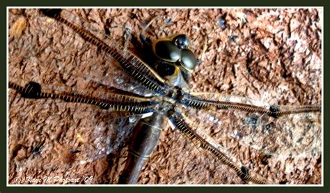 Kaye M Photoart: The "prehistoric" Dragonfly