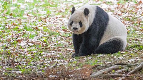 National Zoo in talks to bring pandas back to D.C. - Axios Washington D.C.