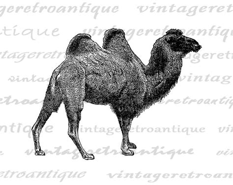 Digital Printable Camel Image Download Camel Illustration - Etsy