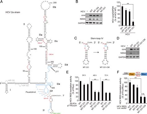 N Methyladenosine Modification Of Hcv Rna Genome Regulates Cap