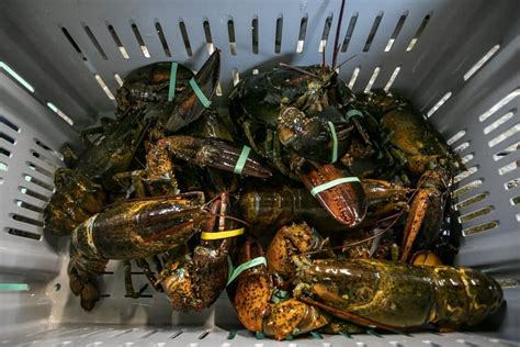 Court Ruling Gives Lobster Industry A Reprieve — And A Deadline ...