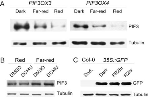 Degradation Of Pif3 By Light A Both Red And Far Red Lights Activate