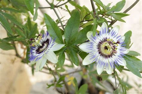 Conocida Como Flor De La Pasi N Maracuy O Burucuy La Pasionaria Es