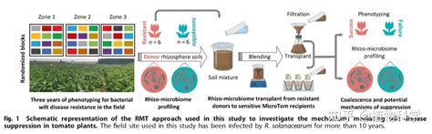 南京农业大学沈其荣院士团队在nature子刊发表研究论文，利用根际菌群移植筑建根际免疫新防线 知乎