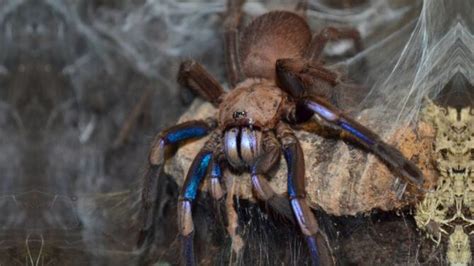 Chilobrachys sp. Electric Blue Tarantula Care Guide