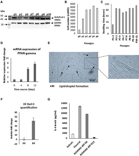 Frontiers Case Report Molecular Characterisation Of Adipose Tissue