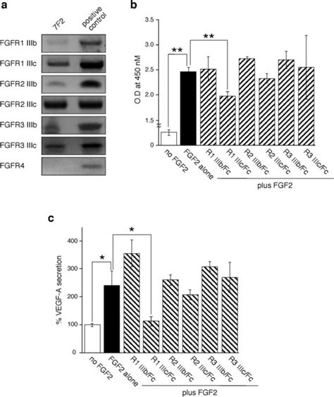 Expression Of FGF Receptors In Osteoblasts A Expression Of FGFR