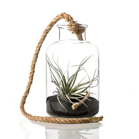 Αερόφυτα - airplants.gr