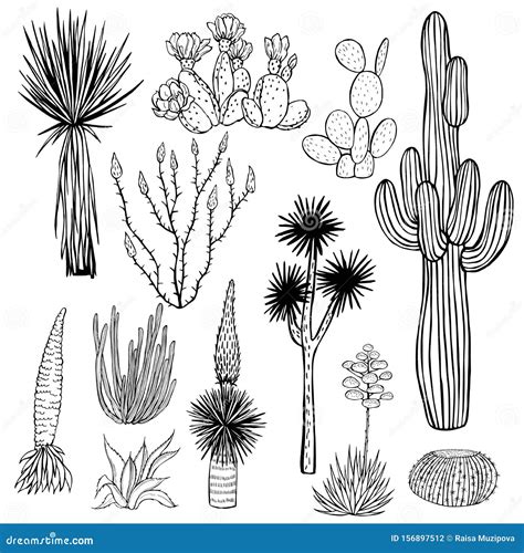 Desert Plants Cacti Vector Illustration Stock Vector Illustration Of Beautiful Doodle