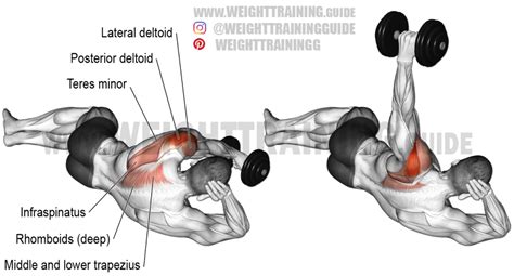 Side Lying Reverse Dumbbell Fly Exercise Instructions And Videos