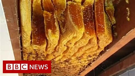 Huge Beehive Discovered Inside Ceiling Bbc News Youtube