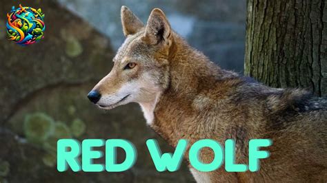 Red Wolf: America's Rare and Resilient Predator