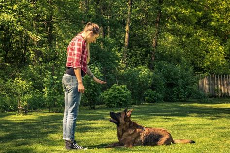 Come Insegnare Al Cane A Non Mordere Oasi Della Luna Rossa