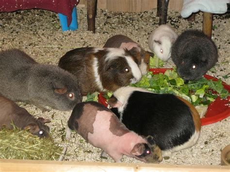 Herd Life - The Guinea Pig Herd