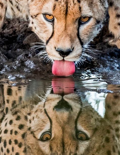 Cheetahs In Action Discover Fascinating Facts And Stunning Images