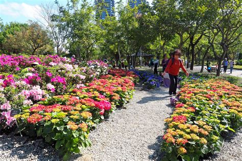 【台北景點】♥大安森林公園繡球花 杜鵑冶園♥不用上陽明山市中心就有滿開的繡球花杜鵑花盛開中搭捷運賞花好方便台北最新打卡景點就在這2