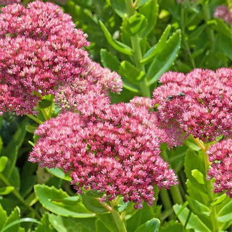 Jardinerie BONCAP Sedum Herbstfreude