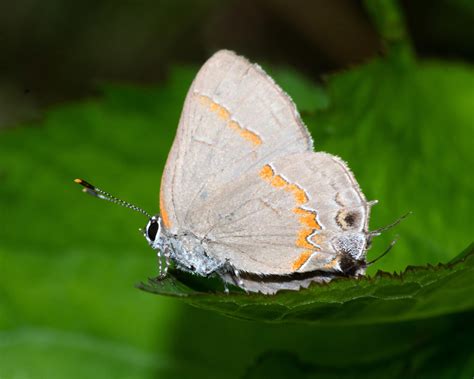 red banded hairstreak : r/Entomology