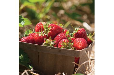 Strawberry Seeds Collection - SeedsDay