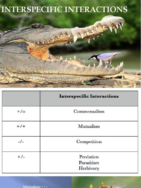 Interspecific Interactions Simple Assignment 2ak6ehl[1]