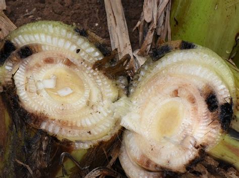 Banana Stem Borer Odoiporus Longicollis Biochemtech