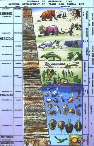 Geological Time Scale Vocabulary Flashcards | Quizlet