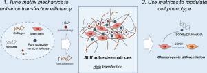 细胞外基质力学调节间充质干细胞的转染和 SOX9 定向分化 Acta Biomaterialia X MOL