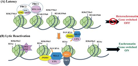 Cancers Free Full Text Chromatinization Of The KSHV Genome During