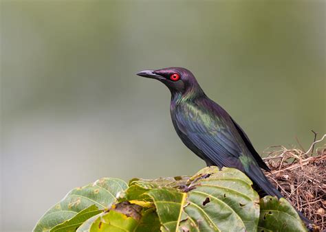 Metallic Starling Aplonis Metallica Mossman Fnq Thanks Flickr