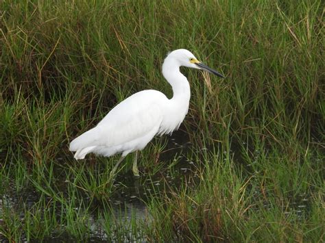 Beautiful Everglades Birds - Welcome To Paradise, Everglades City & the ...