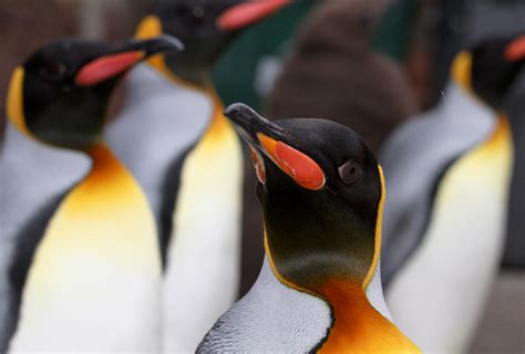 King Penguin - Cincinnati Zoo & Botanical Garden