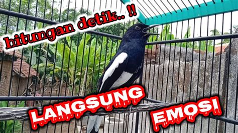 KACER GACOR NGEPLONG CUKUP HITUNGAN DETIK AMPUH BIKIN KACER LAIN JEBOL