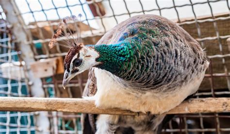 Ultimate Guide To Raising Healthy Peacocks The Hip Chick