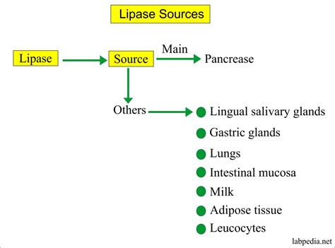 Lipase Serum - Labpedia.net