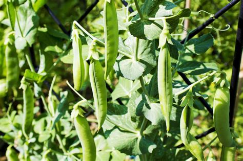 How To Grow Peas In Pots And In The Ground Homes And Gardens