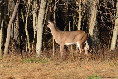 "Natural World" Through My Camera: The Whitetail Deer Mating Ritual...