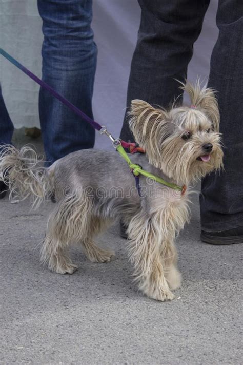 Puppy Breed Yorkshire Terrier Gray With Hair Pinned On Top And Tucked