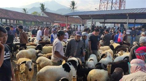 Sebelum Idul Adha Cek Daftar Harga Hewan Kurban Murah Dari Kambing