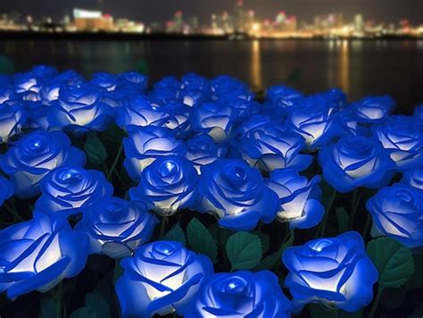 Premium Photo | Blue roses in a garden with the city in the background