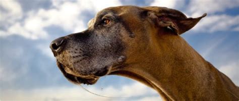 die deutsche dogge tipps fuer die anschaffung und haltung