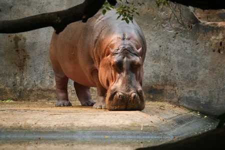 Lucknow Zoo | Zoological Park in Lucknow UP | Lucknow Zoo Timings, Animals