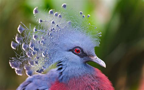 Conheça 5 incríveis aves exóticas do Brasil e do mundo